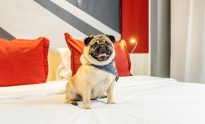 TENDENCIAS  Pet friendly: cada vez más hoteles aceptan mascotas