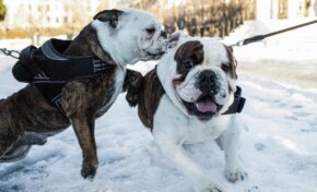 Por qué Noruega prohibió la cría de los Bulldog Inglés y los Cavalier Spaniel: “Ser bonitos les causa sufrimiento”