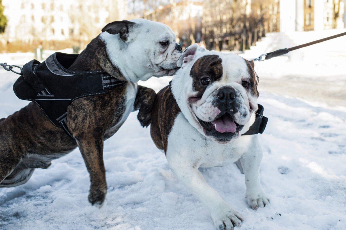 Por qué Noruega prohibió la cría de los Bulldog Inglés y los Cavalier Spaniel: “Ser bonitos les causa sufrimiento”