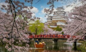 De Washington a Tokio: "los mejores lugares para ver los cerezos en flor"