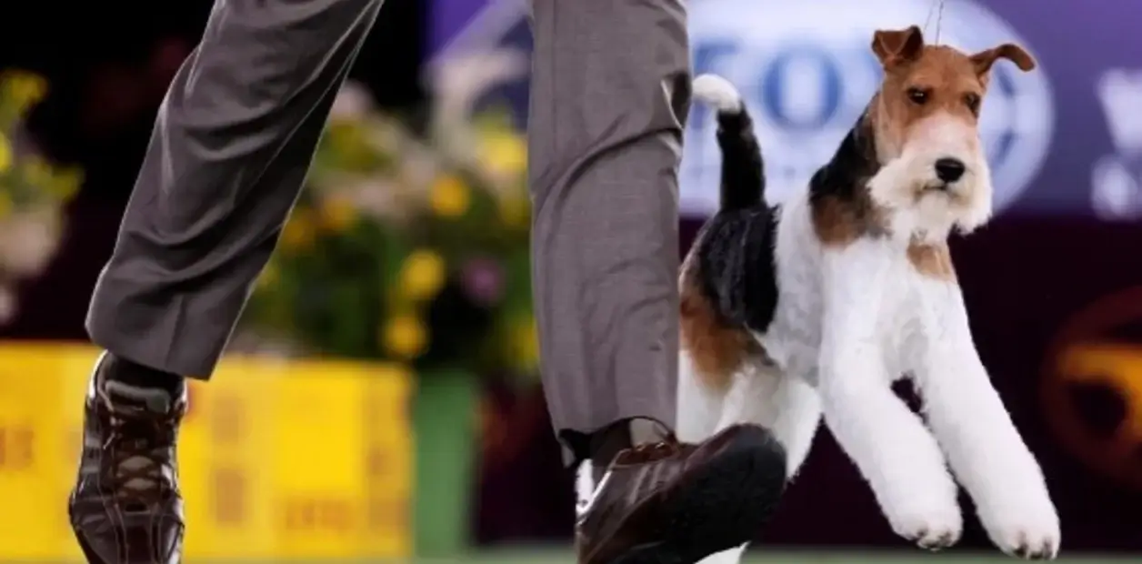 Mascotas:  Este es Funfair Foxhouse, elegido como el mejor perro del todo el mundo