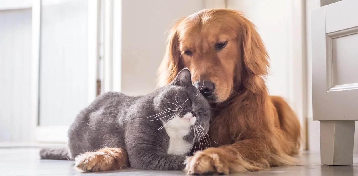 Drástica decisión:  Nueva York a un paso de prohibir las tiendas de mascotas que venden gatos, perros y conejos