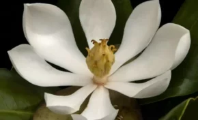 Asombro:  Hallan una hermosa flor que la ciencia creía extinguida desde hace casi un siglo