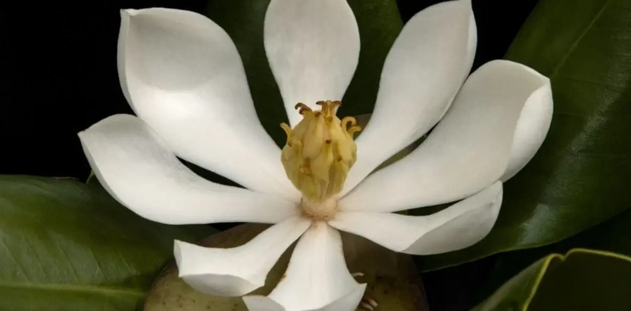 Asombro:  Hallan una hermosa flor que la ciencia creía extinguida desde hace casi un siglo